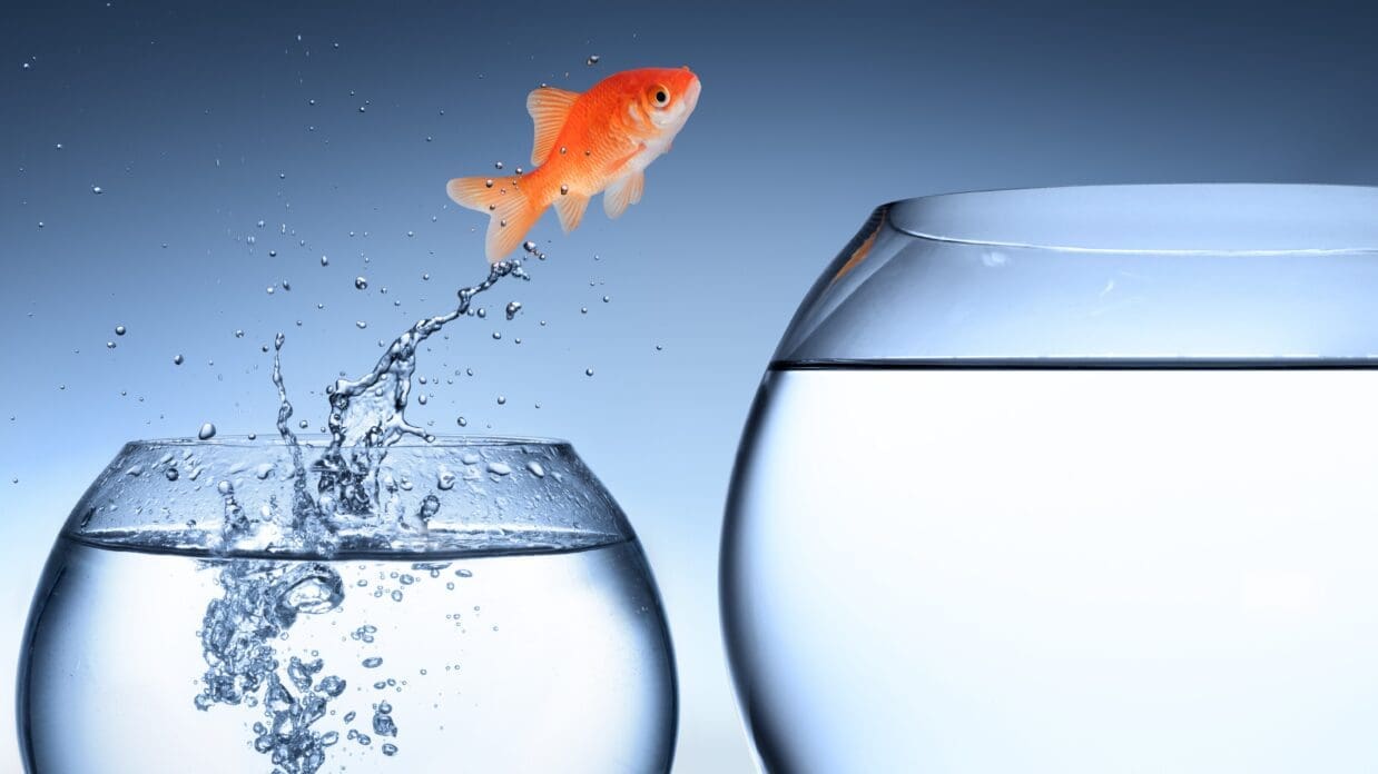 A fish jumping into a new bowl.